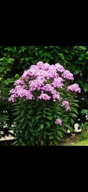 Phlox