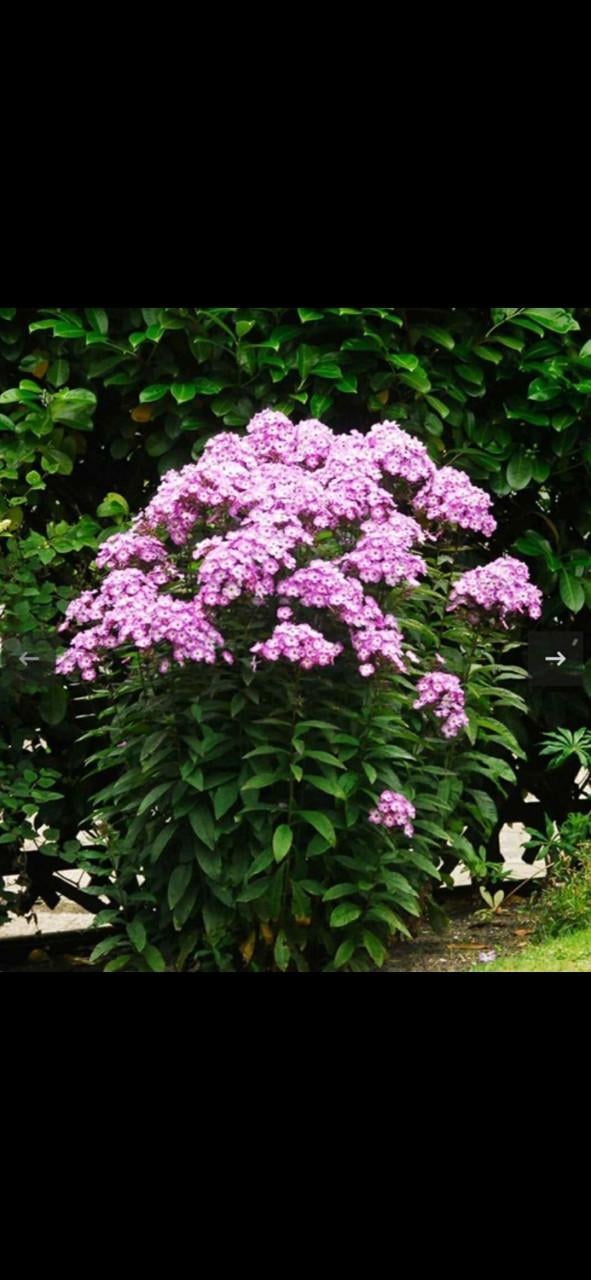 Phlox