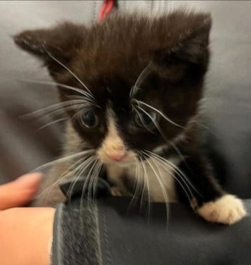 Kittens kitten poes poesjes kat ophalen nu mogelijk