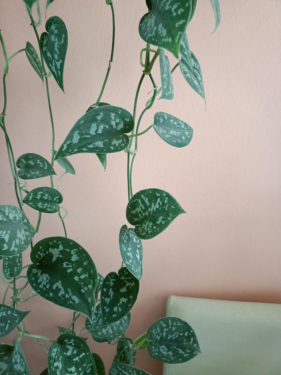 Hangplant