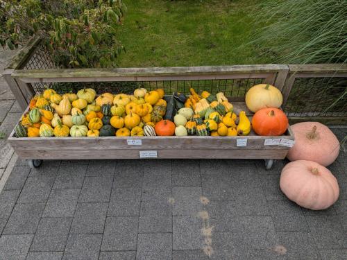 Kalebassen en pompoenen