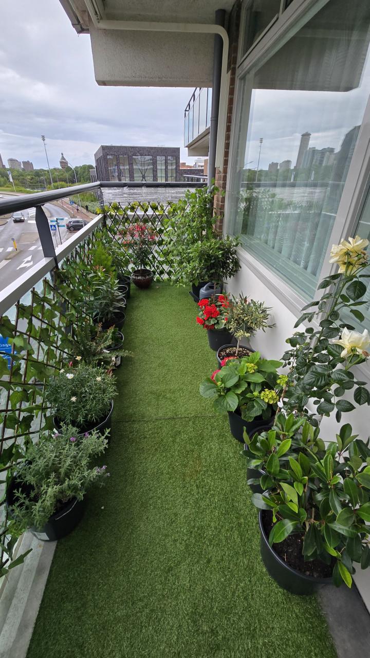 18 prachtige balkon- en tuinplanten