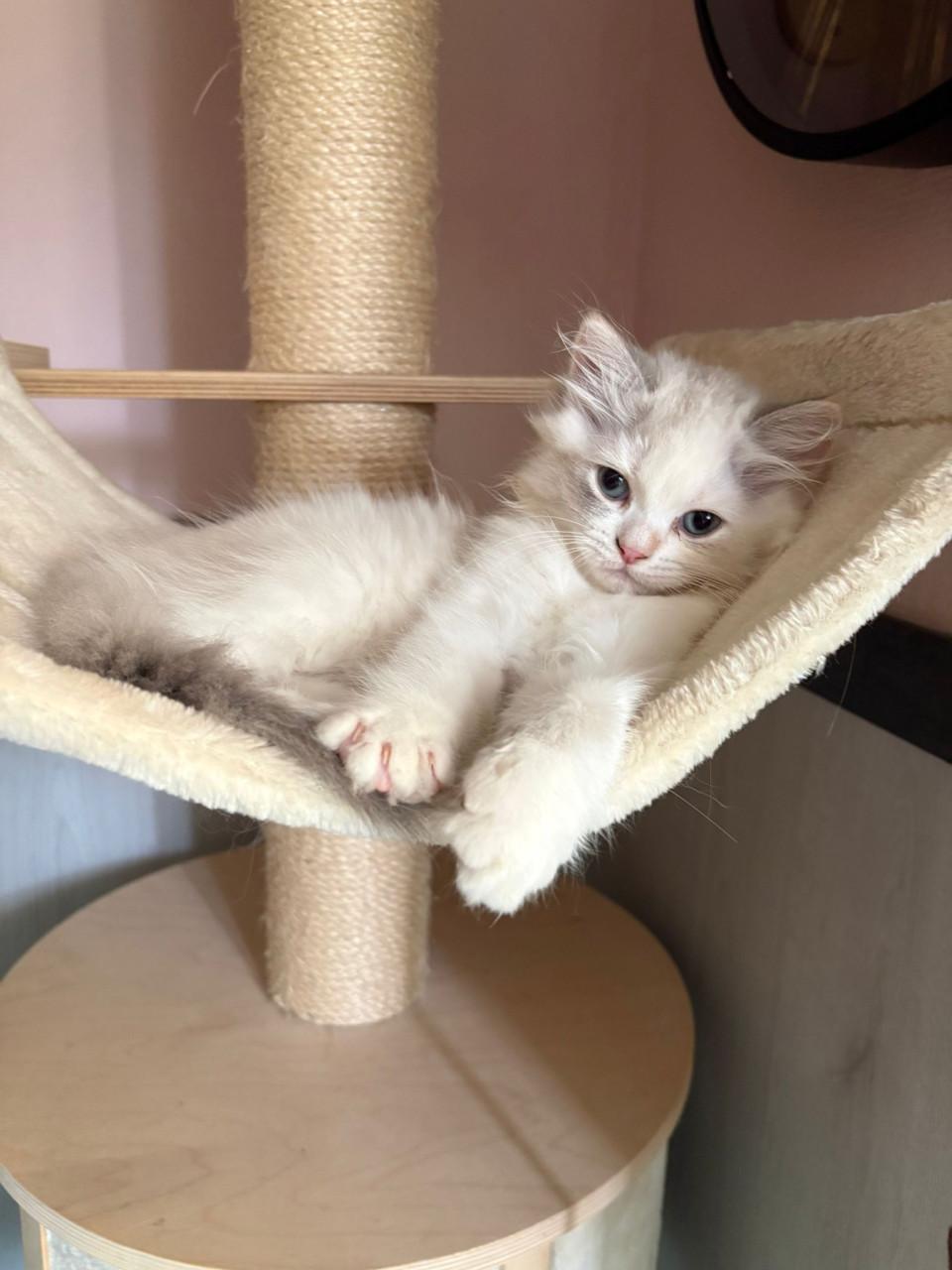 2 ragdoll kittens