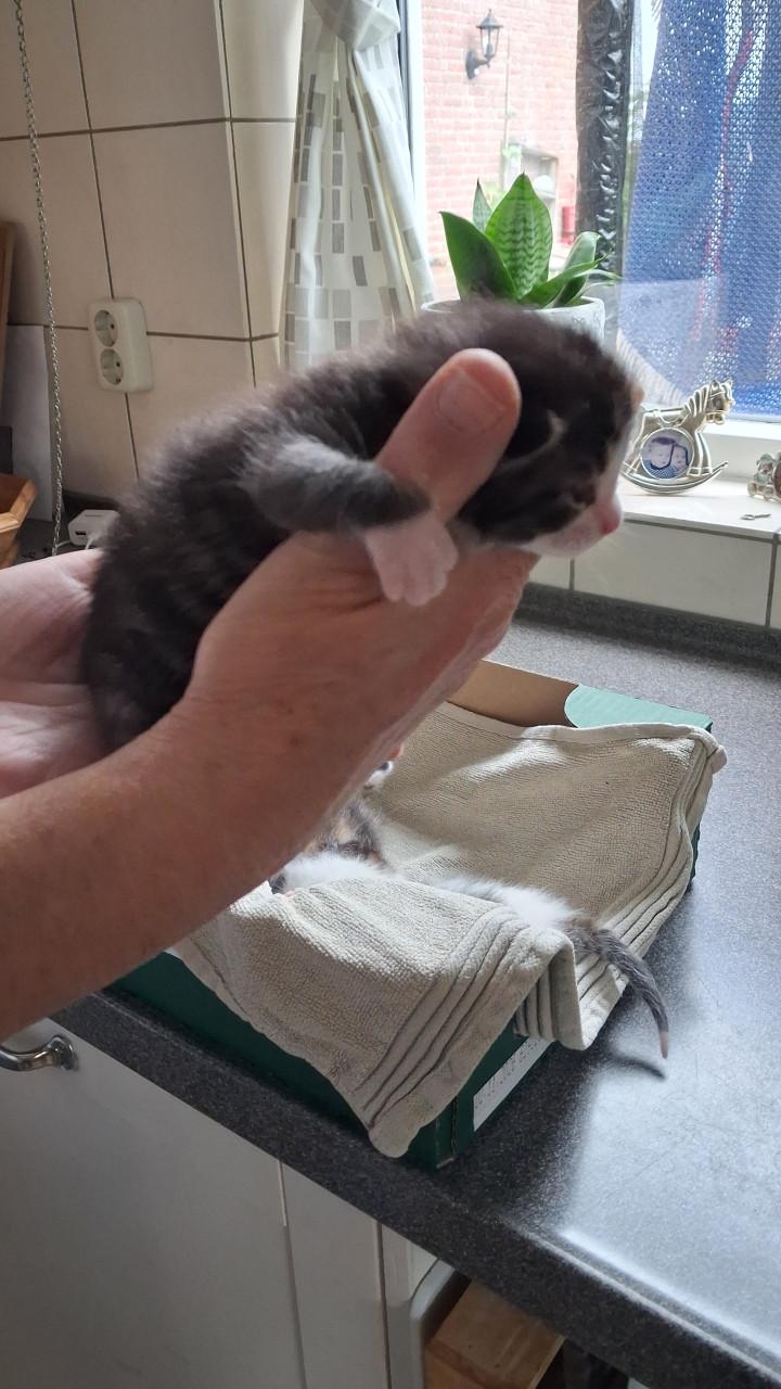 VIER LIEVE SPEELSE EN GEZONDE KITTENS BESCHIKBAAR!
