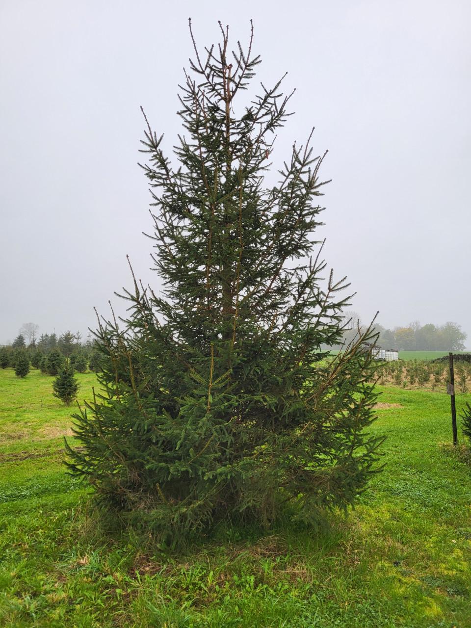 Kerstbomen 1 tot 7 meter