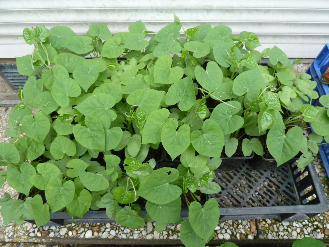 IPOMOEA--PURPUREA----BLAUWE WINDE