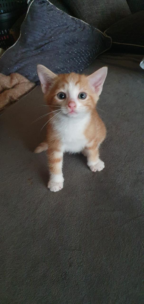 Gratis kittens