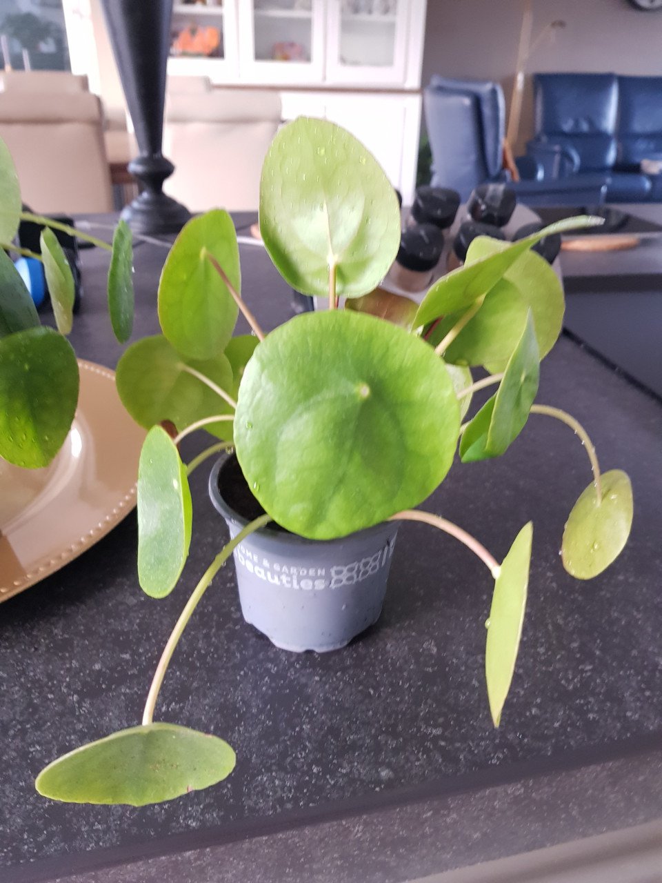 Pannekoekplanten