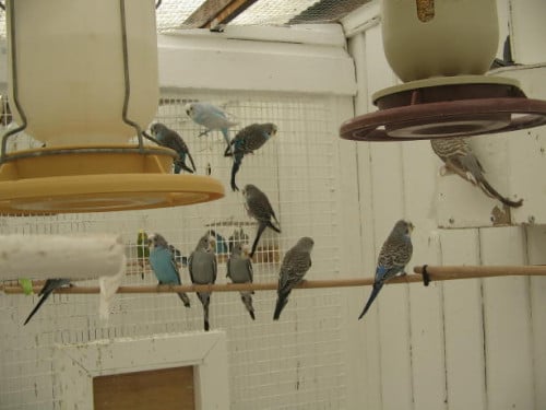 Zaterdagmorgen 13 september vogelbeurs de Vogelvrienden Goes