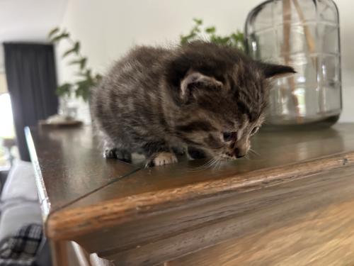 Kittens