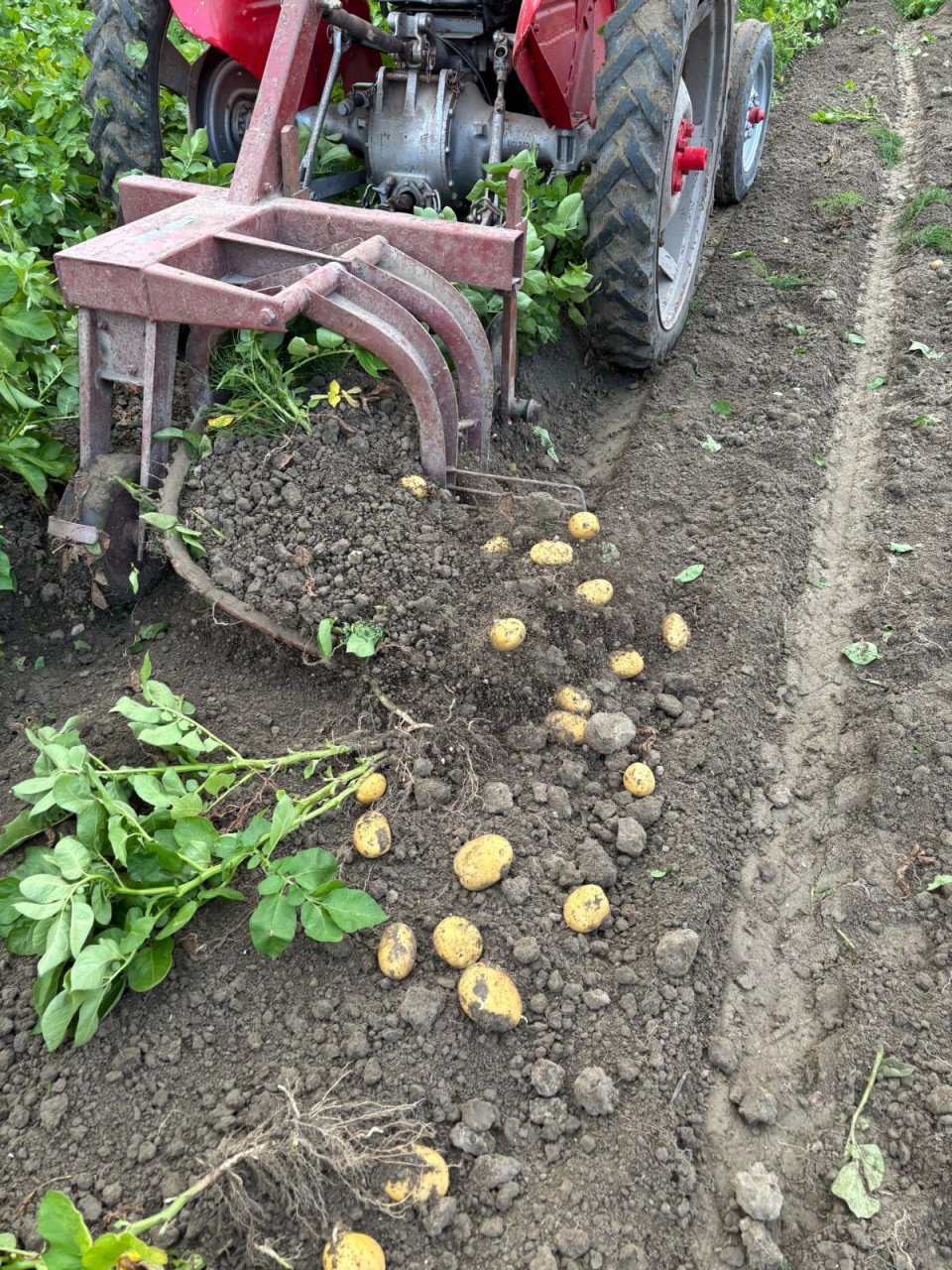 🥔 Aardappels rapen in Kwadendamme – Zaterdag 30 augustus! 🥔