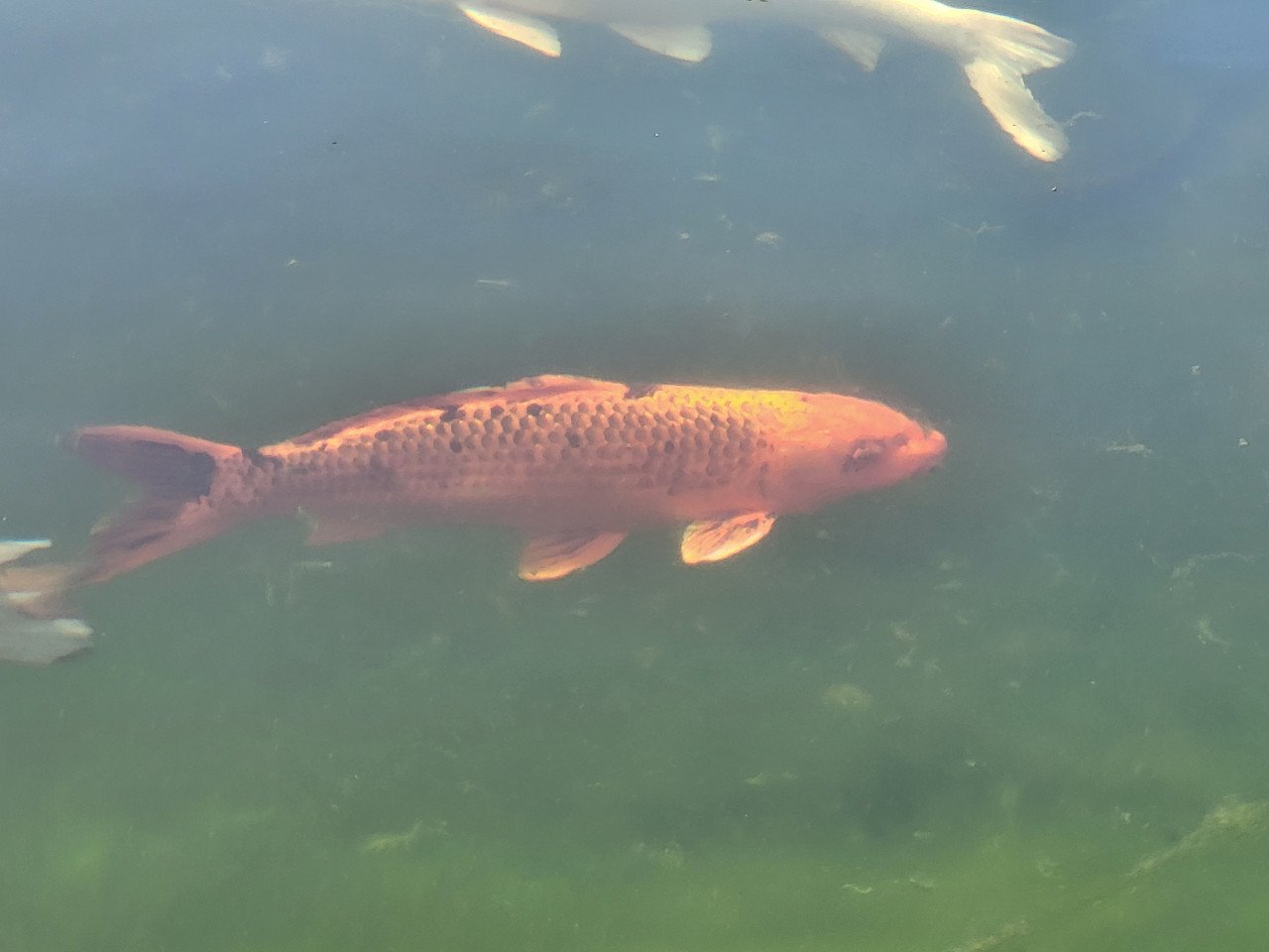 Koi's verkoop