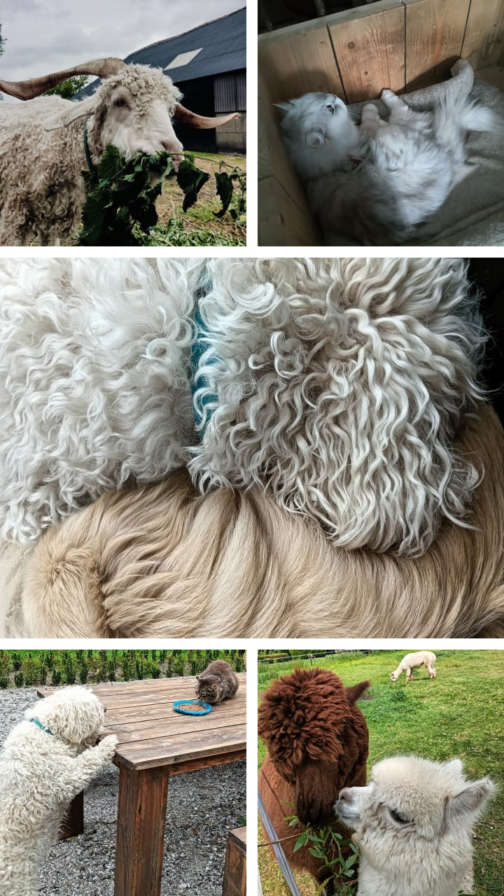 Huis/dieren oppas