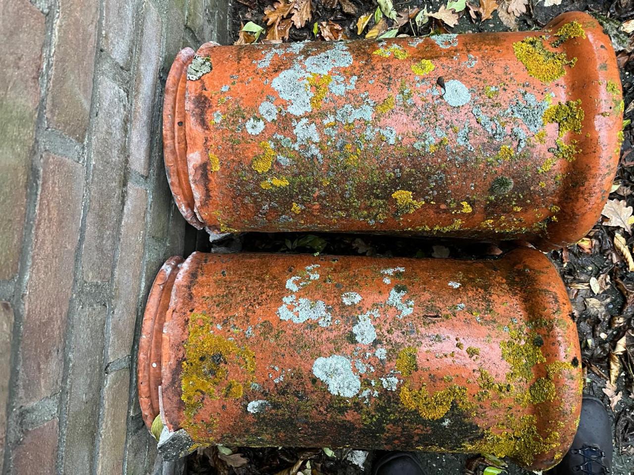 Nokvorsten (diverse types)