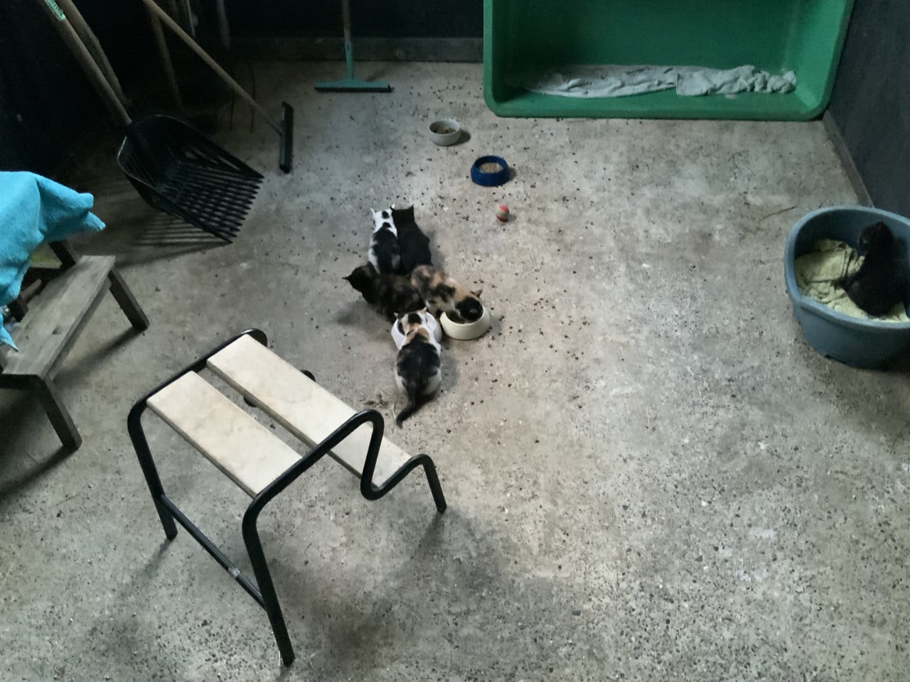 Kittens
