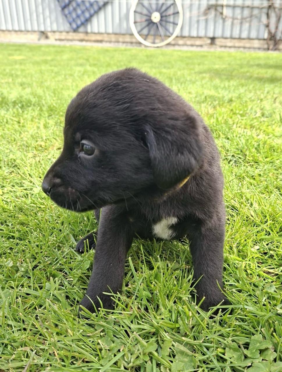 Puppy’s gekruisd met Labrador