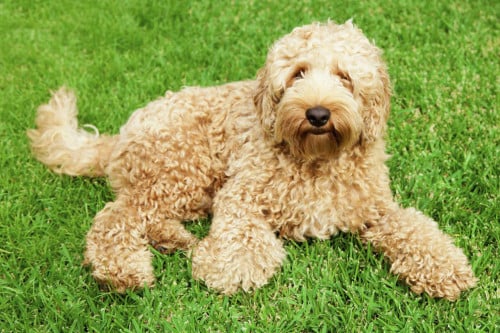 Vrijwillige uitlaathulp voor labradoodle / goldendoodle aangeboden