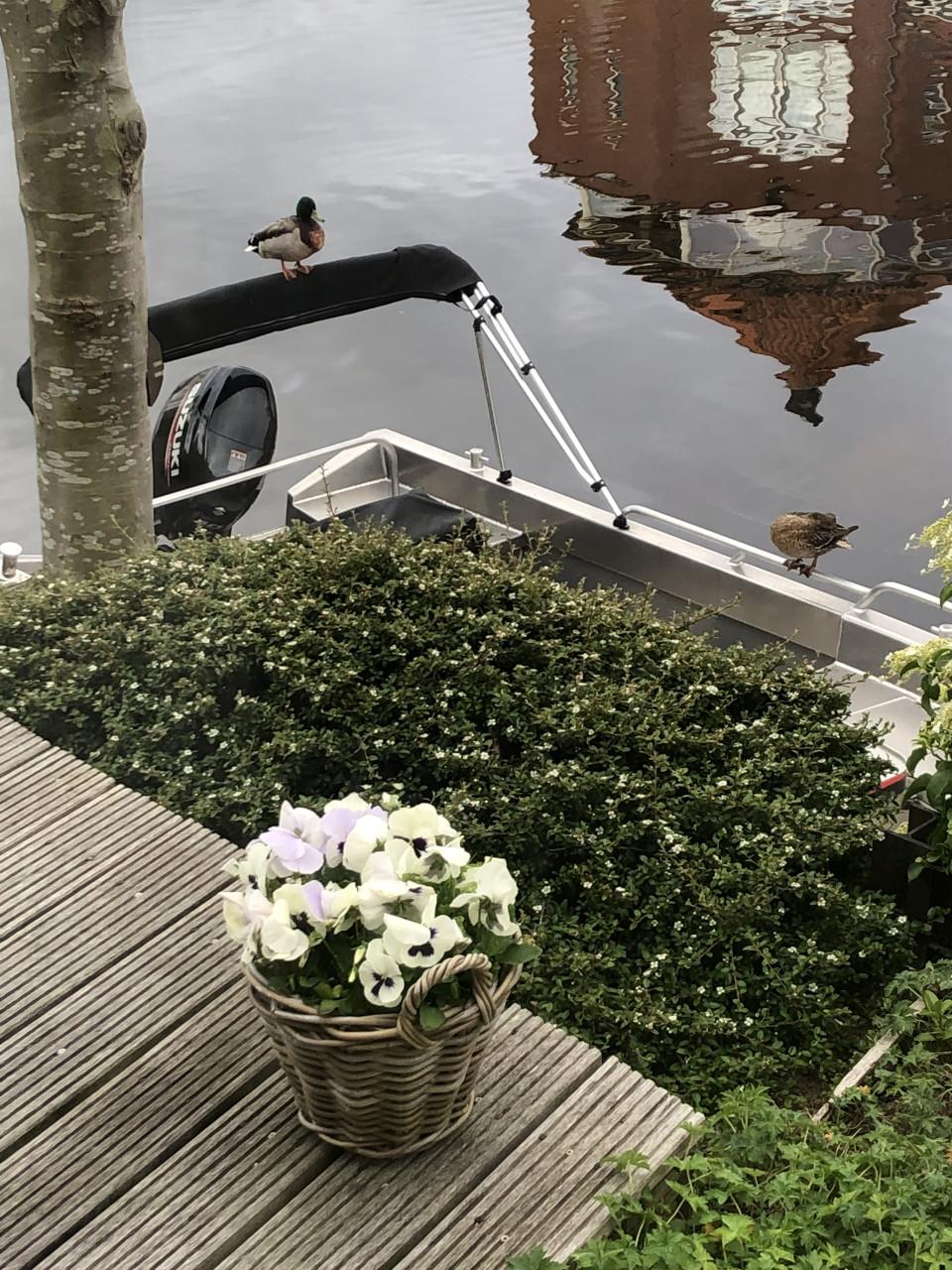 Aluva sloep Suzuki 60pk incl trailel  SL750