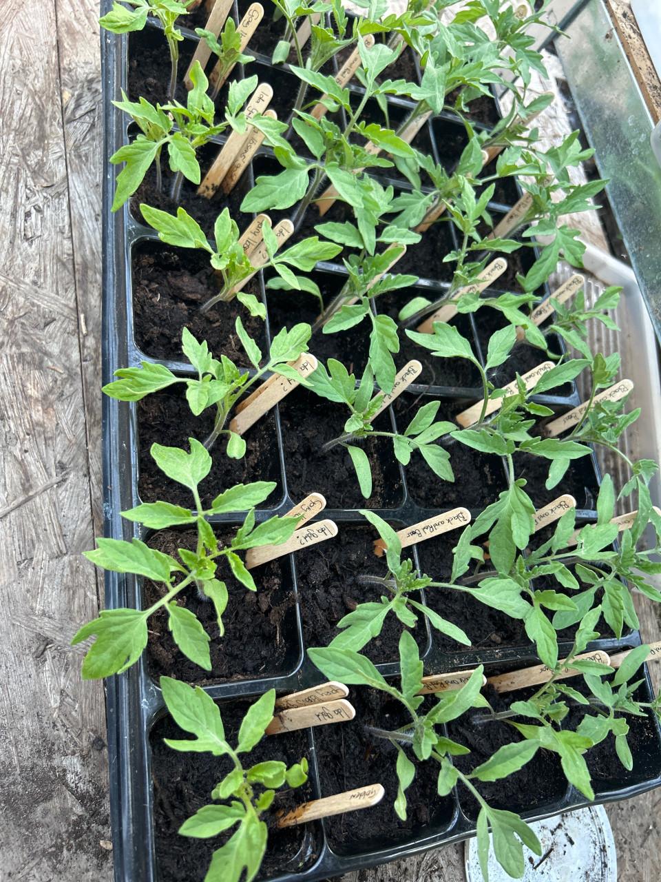 BIOLOGISCHE TOMATEN