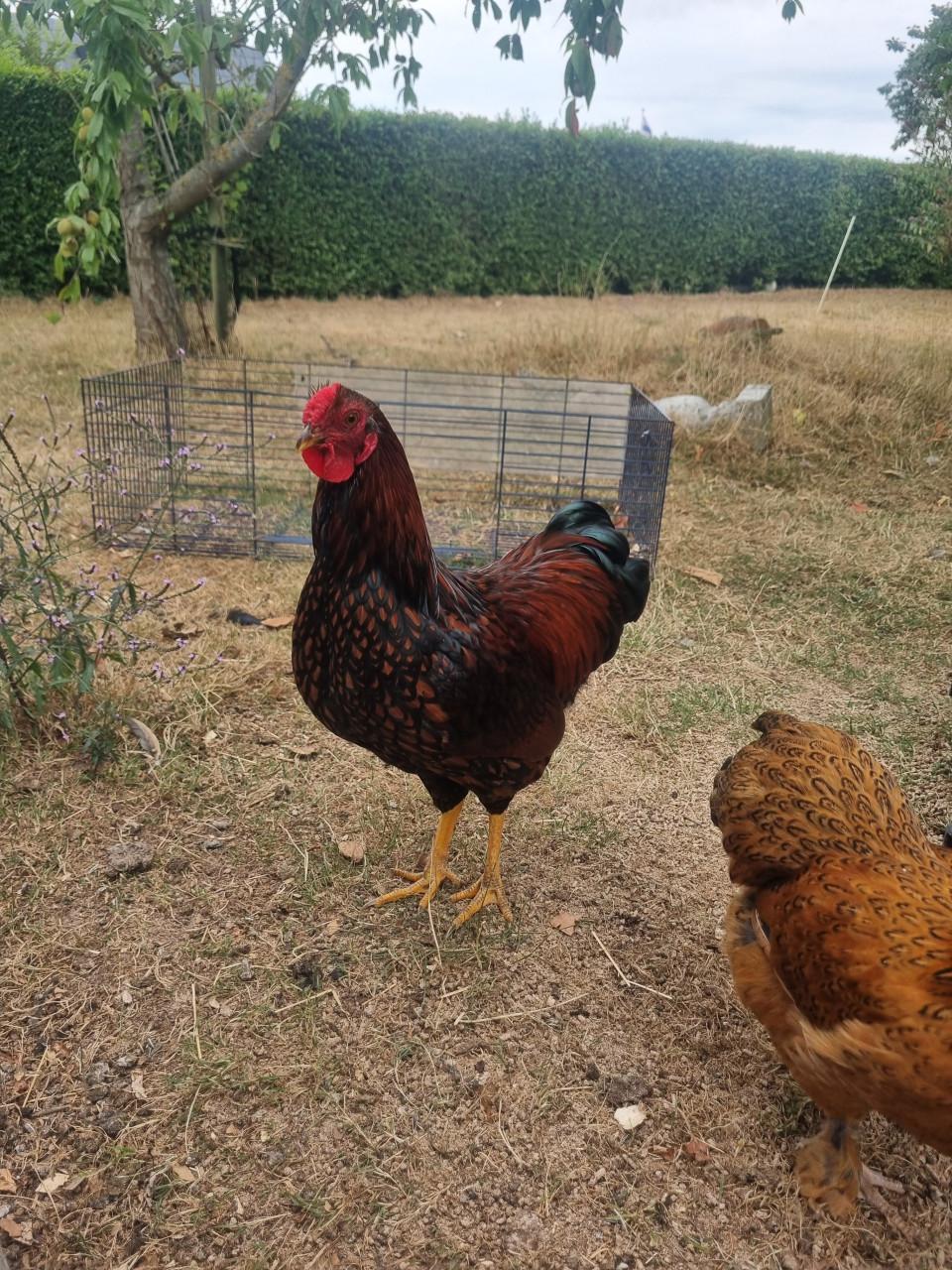 Mooie Wyandotte haan evt. met 2 wyandotte krielkippen (2026)