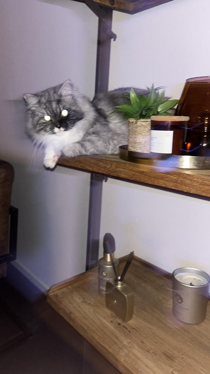 Prachtige Ragdoll kater met lief karakter net 1 jaar