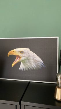 Portret Amerikaanse zee arend
