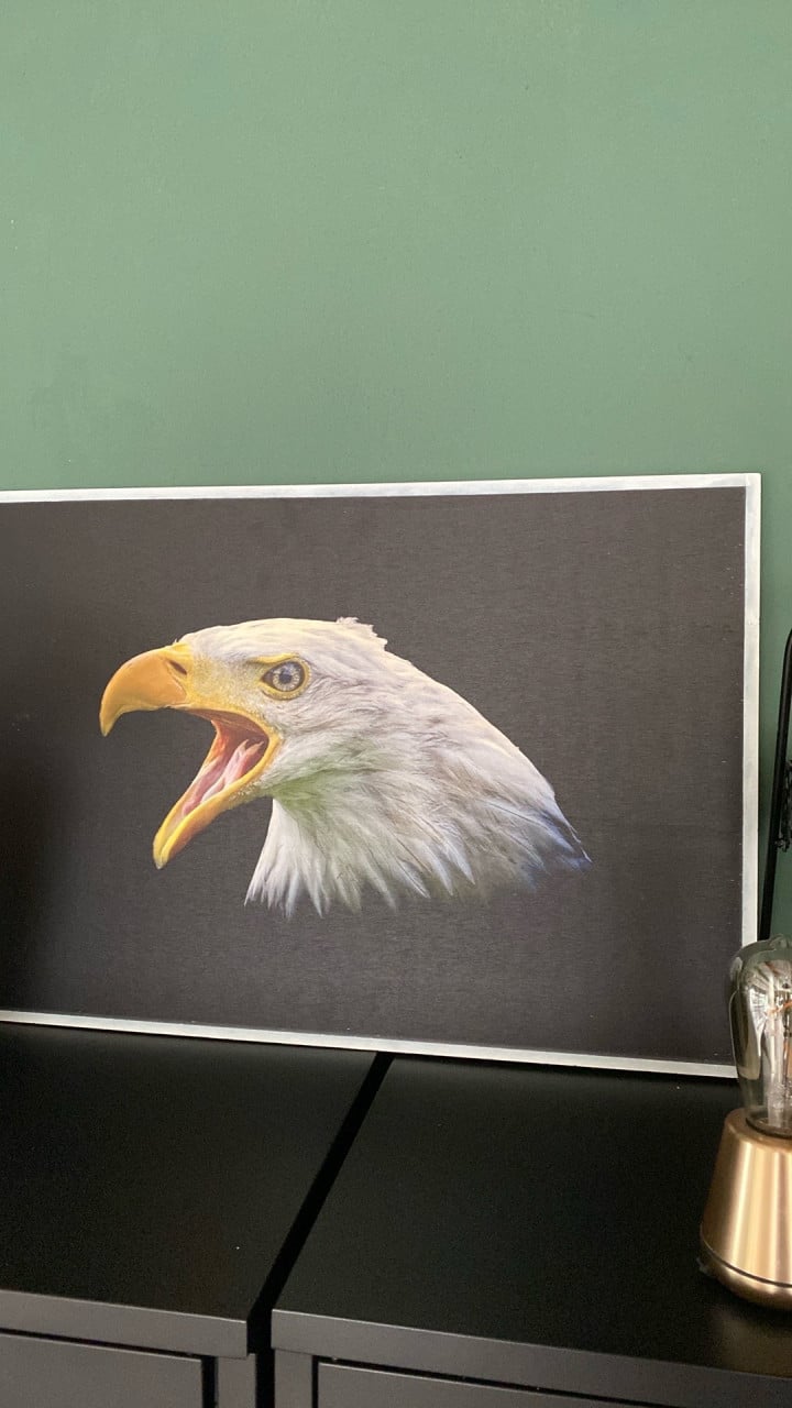 Portret Amerikaanse zee arend