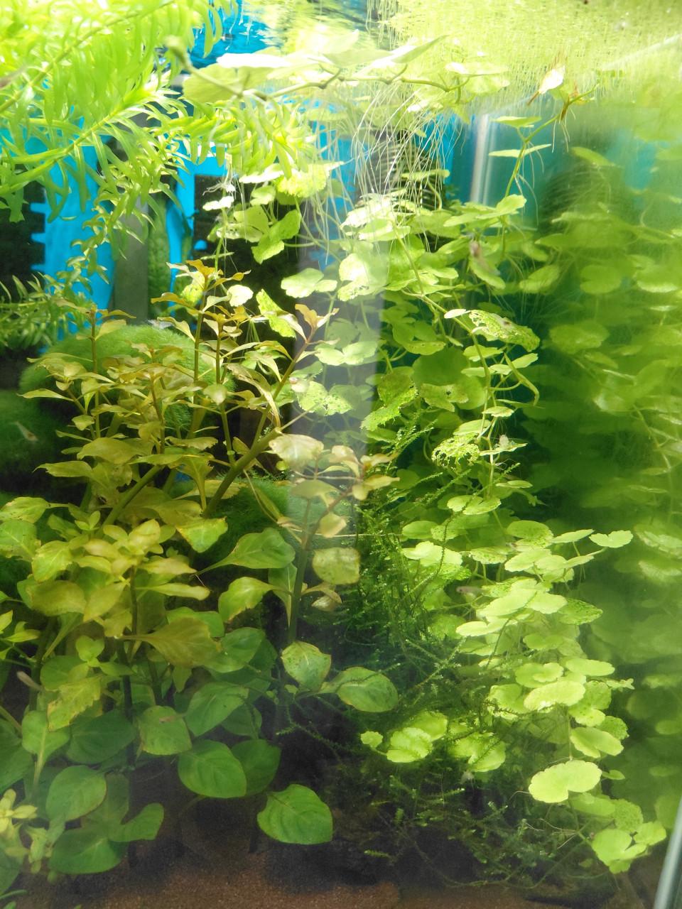 Aquarium planten