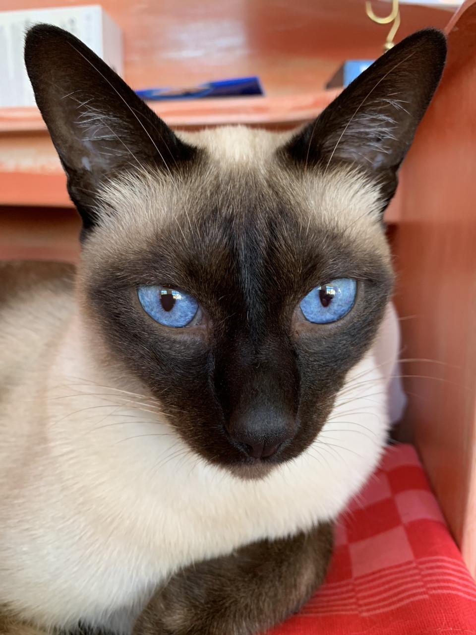 Gezocht lief nieuw huisje