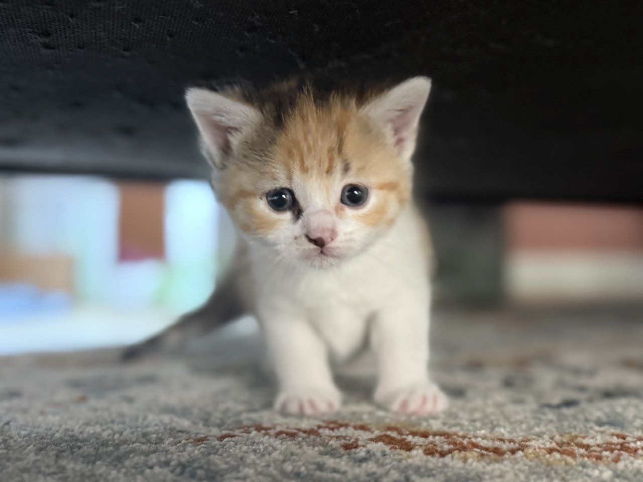 Kittens
