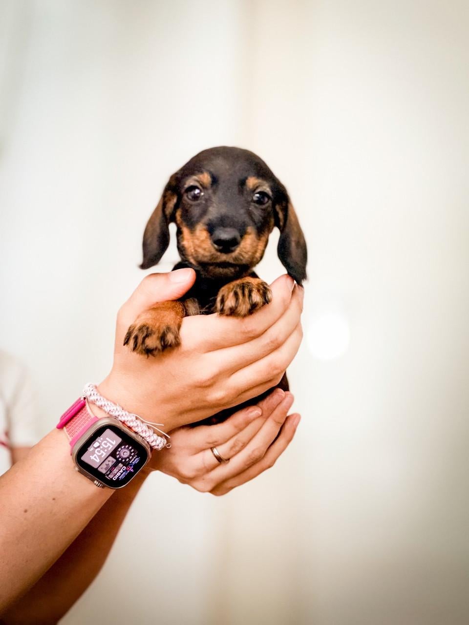 Laatste kaninchen Teckel pups
