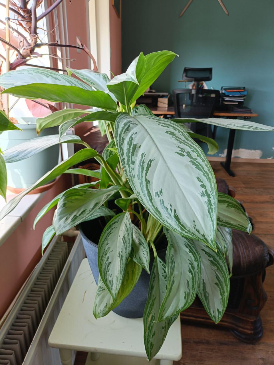 Kamerplant Aglaonema