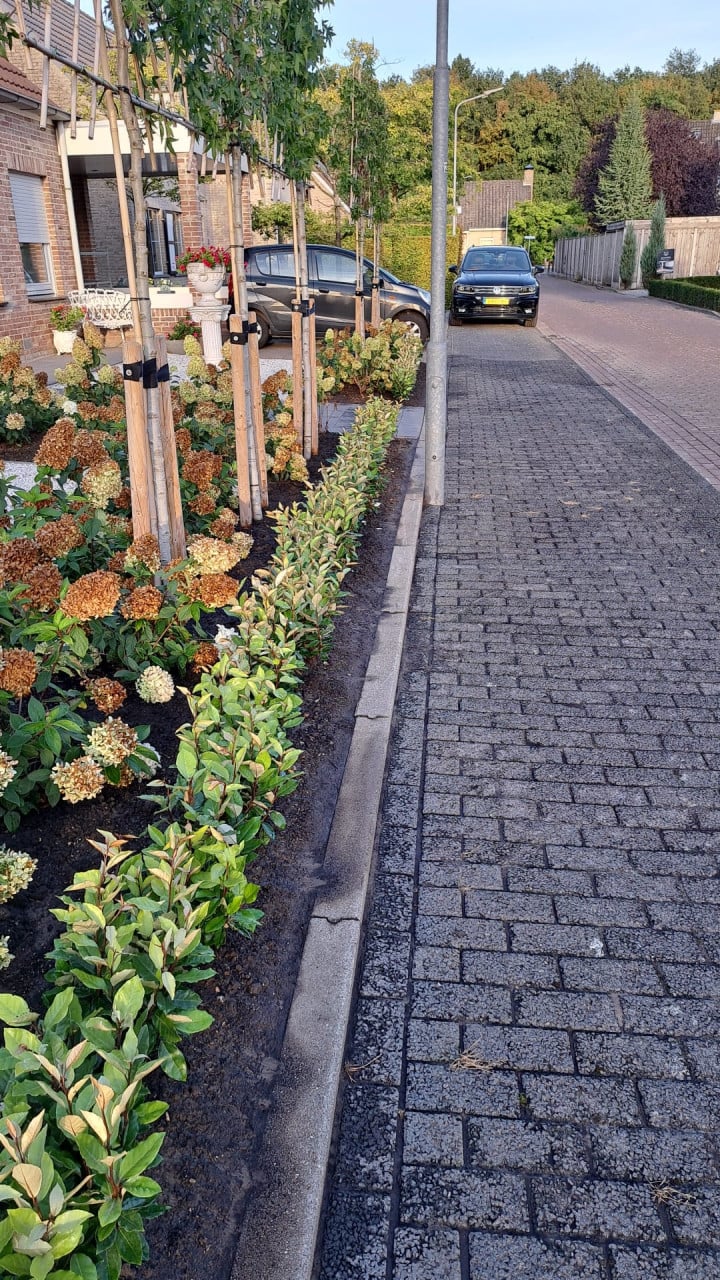 Olijfwilg 'compacta' haagplanten 40-50 cm