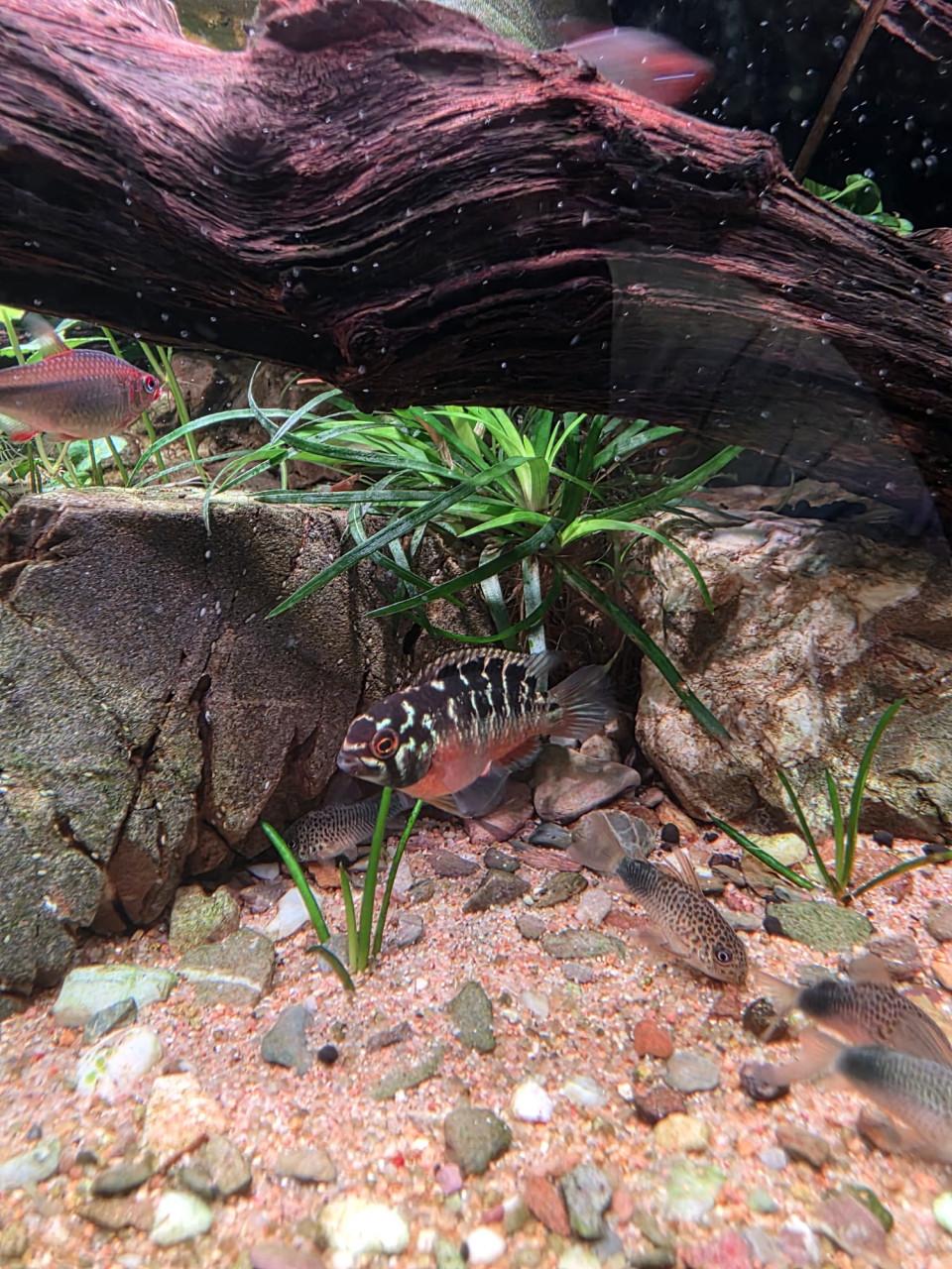 Ivanacara Bimaculata, kweekkoppel *Wild*