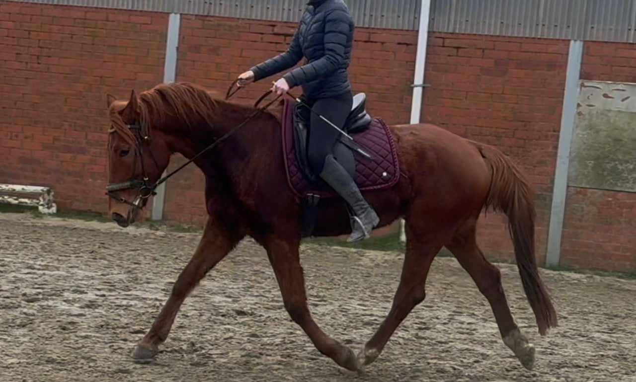 Lief en aanhankelijk paard