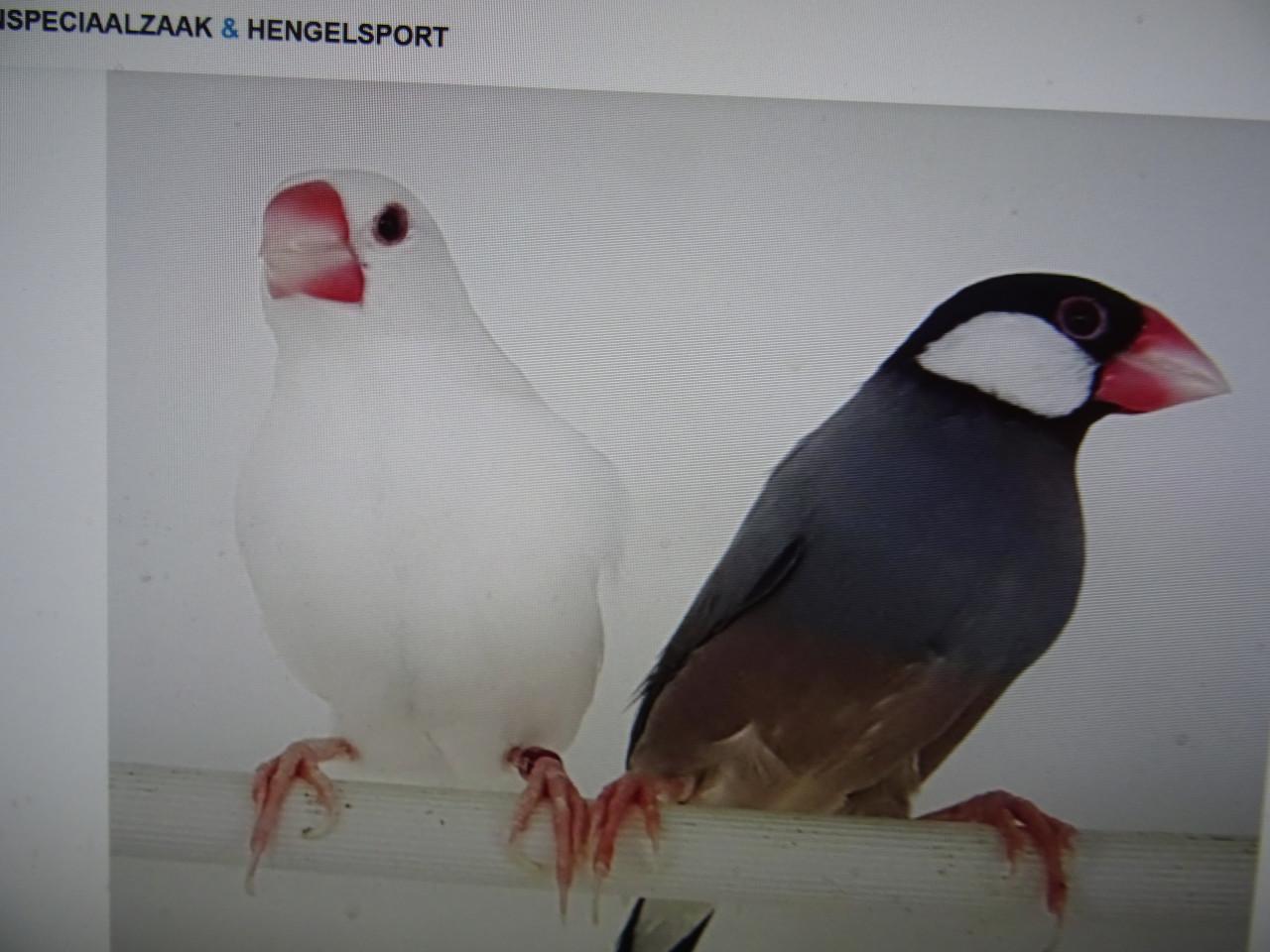 Te koop koppel witte rijstvogels broedrijp ook wildkleur koppels