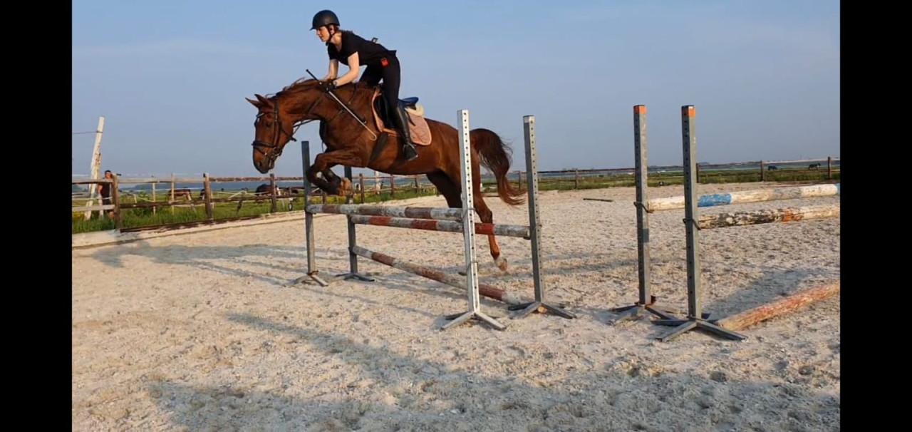 Te koop: 14 jarige KWPN merrie