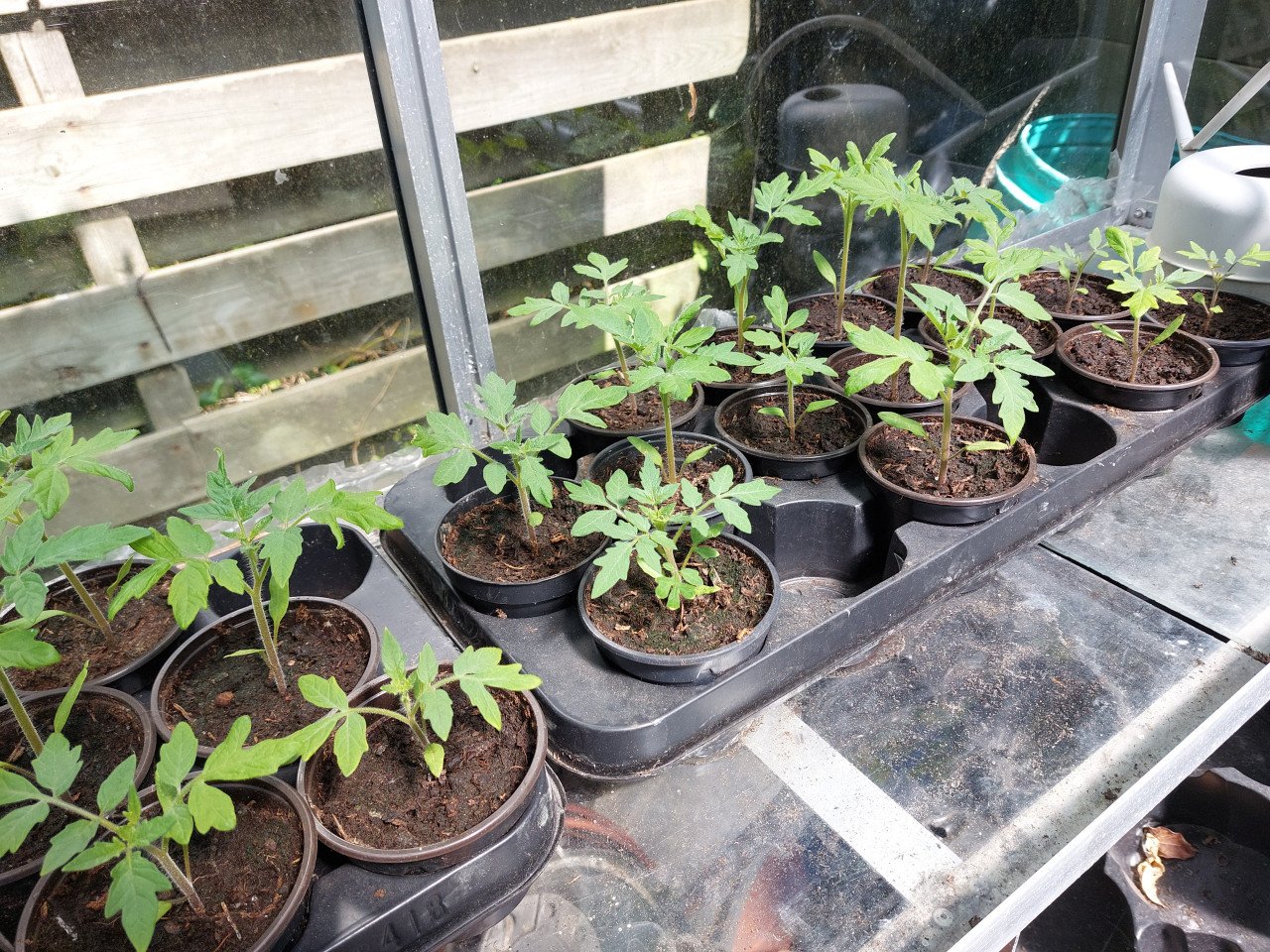 Tomatenplanten