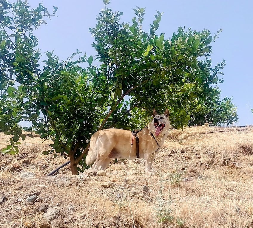 Alora Dog Rescue: Maria is het vertrouwen in de mens niet verloren