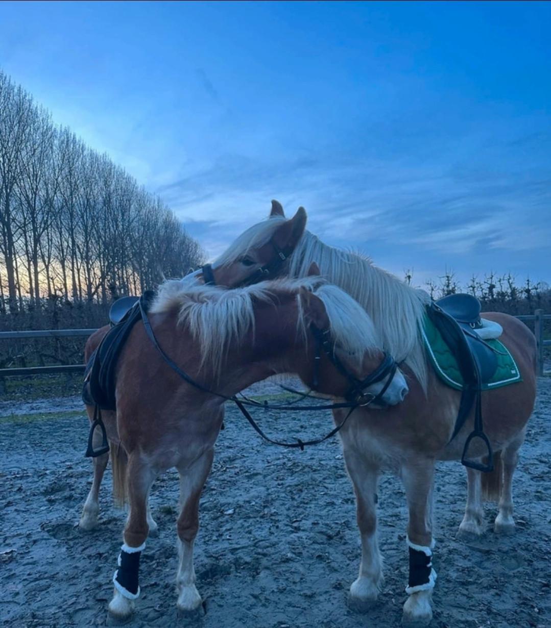 Dekje paard