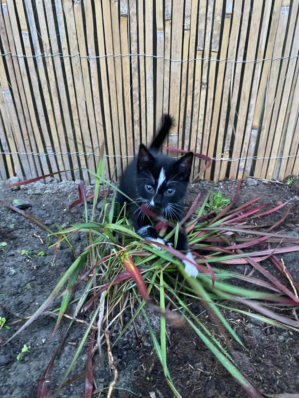 Kittens 🐾 (ingeent, ontwormd en ontvlooit) zoeken paleisjes. 👑