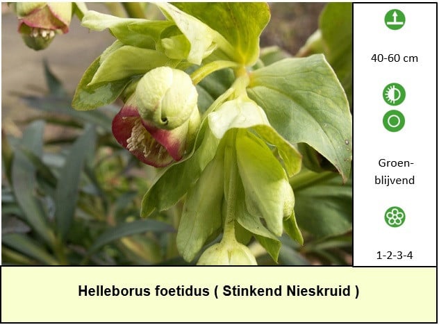 Mooie, sterke vaste planten in ons plantenkraampje ! ++ €1,25 p/st ++