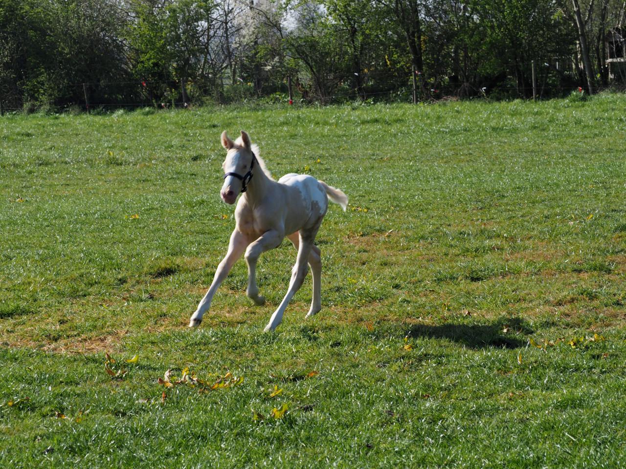 Te koop: Amerikaanse Appaloosa's