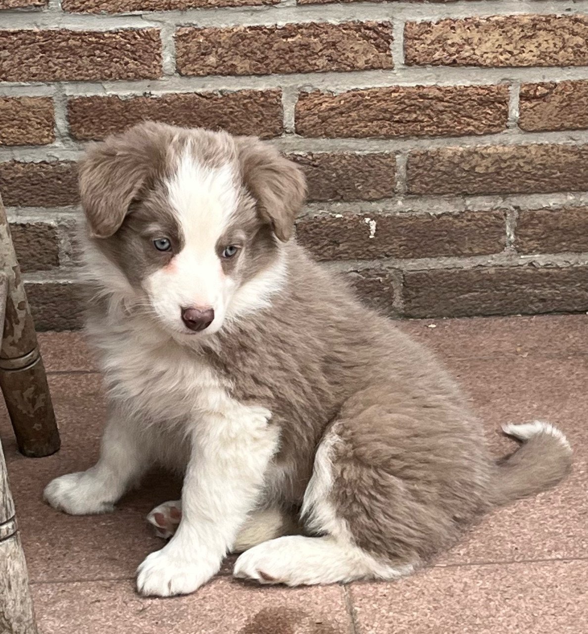 Border collie puppies