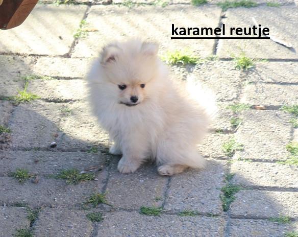 Pomeriaan pups beschikbaar