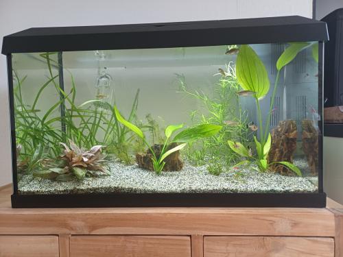 Leuk aquariumpje 60x30x30, Goes