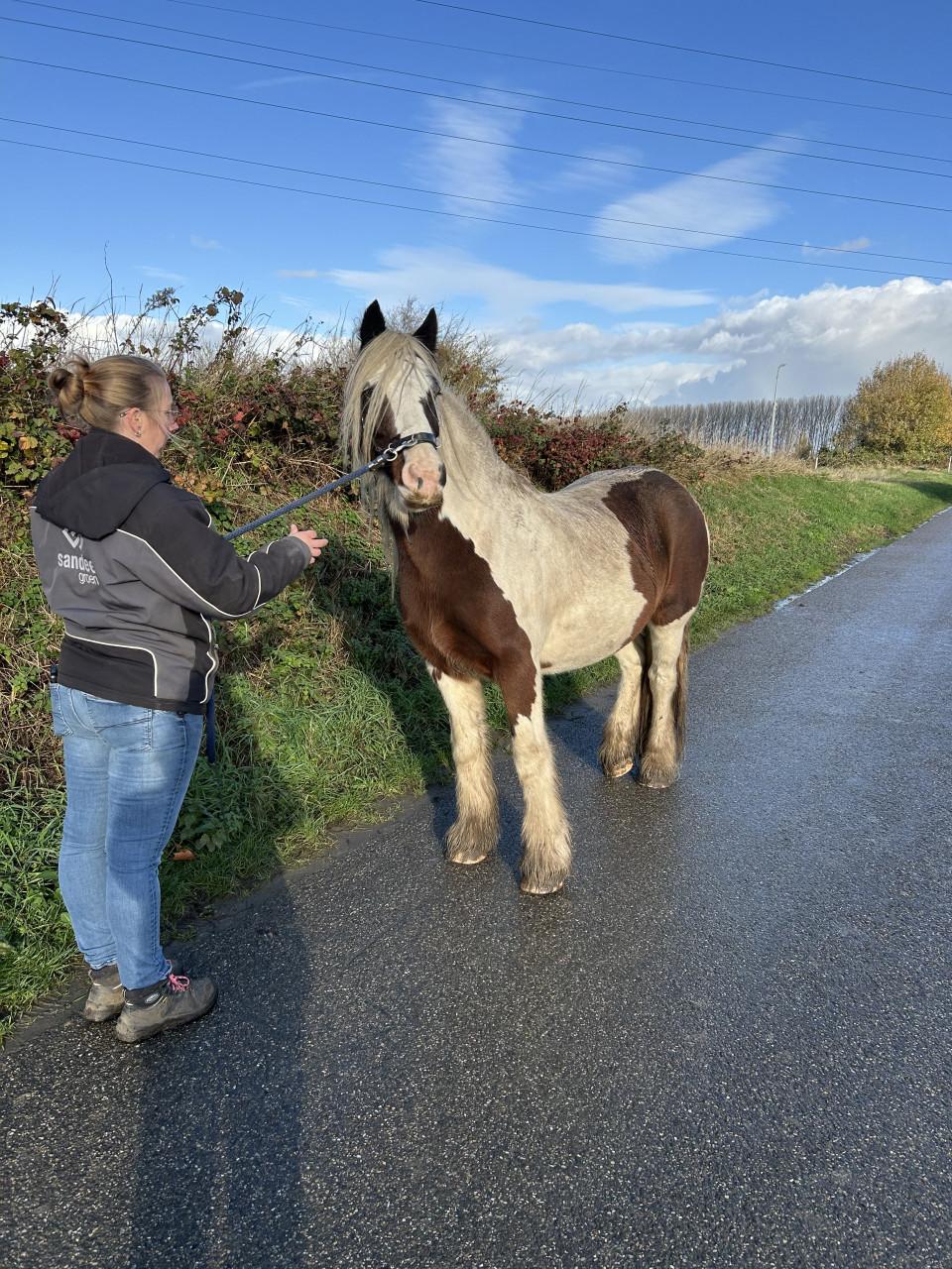 #Equi Pride# gedrag, grondwerk, rijden, Naturel Horsemanship, etc.