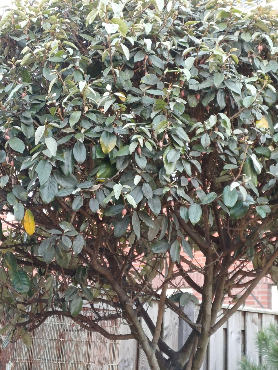 2 x Elaeagnus ebbing