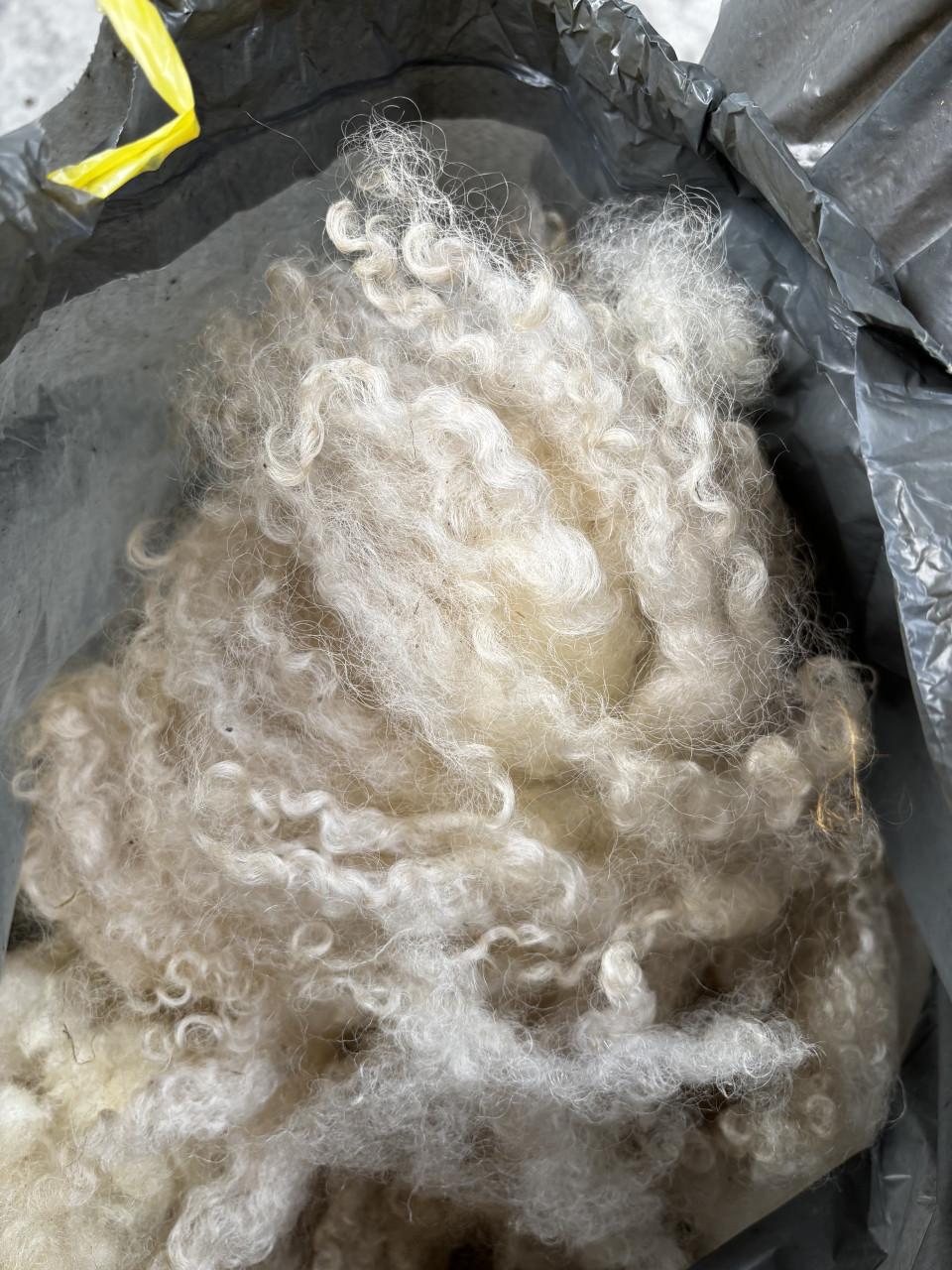 Wol van onze Wallische Schwarznase