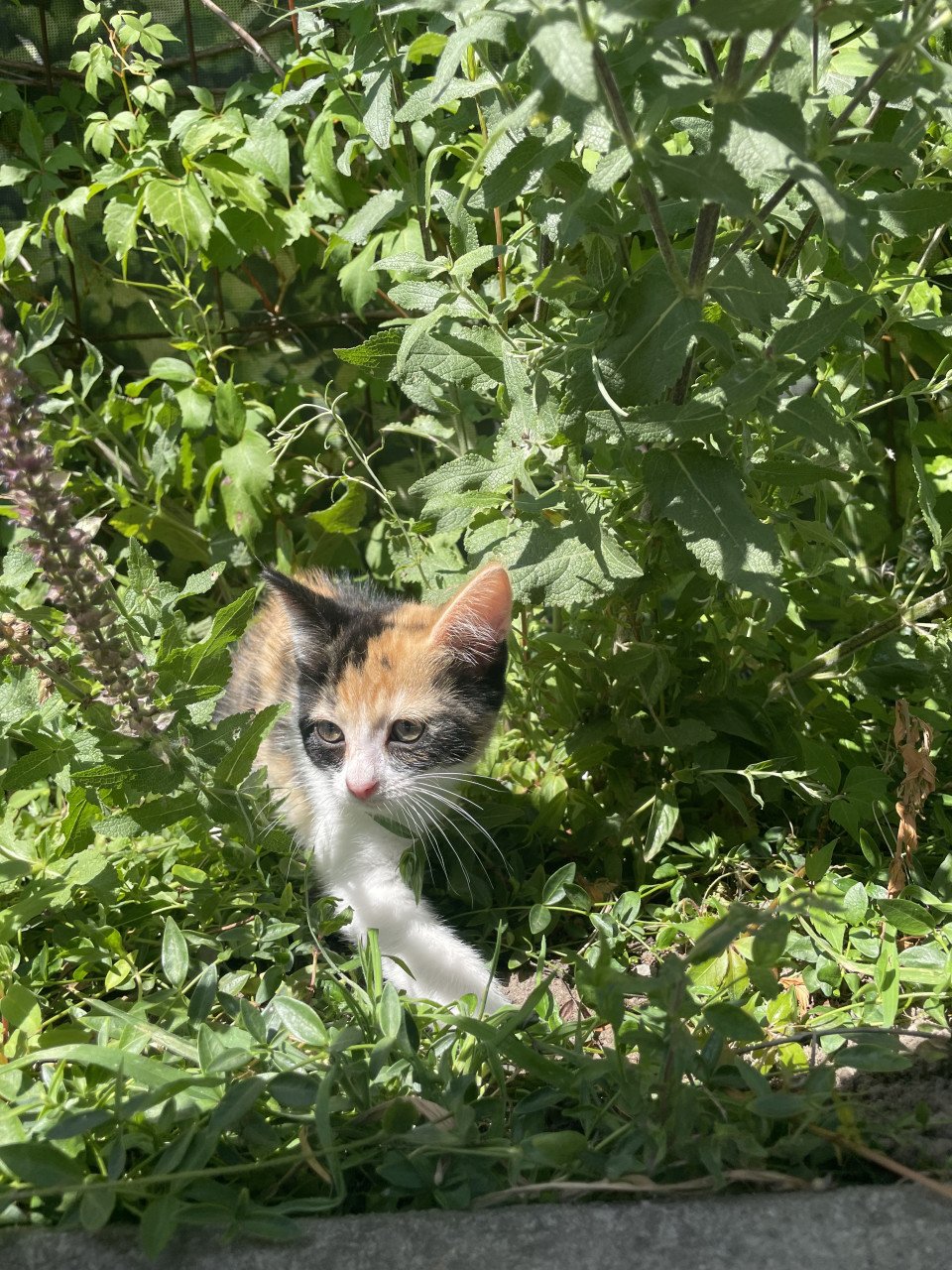 Kittens te koop